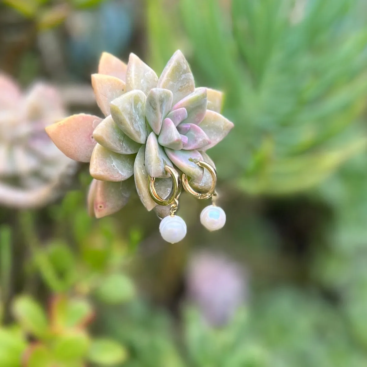 White Pearl Classic Elegance Earrings - Gold